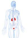 Male highlighted urinary system