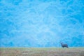 A male Hog deer relaxing in the grassland at dusk, beautiful blue mountains backgrounds. Phukhieo Wildlife Sanctuary, Thailand