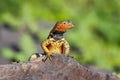 Male Hood lava lizard on Espanola Island, Galapagos National par