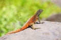 Male Hood lava lizard on Espanola Island, Galapagos National park, Ecuador