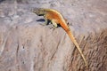 Male Hood lava lizard on Espanola Island, Galapagos National park, Ecuador