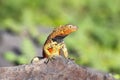 Male Hood lava lizard on Espanola Island, Galapagos National park, Ecuador