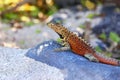 Male Hood lava lizard on Espanola Island, Galapagos National park, Ecuador