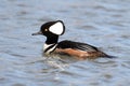 Male Hooded Merganser Royalty Free Stock Photo