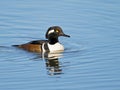 Male Hooded Merganser Royalty Free Stock Photo