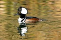 Male Hooded Merganser in Littleton, Colorado with his head up! Royalty Free Stock Photo