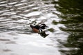 Male Hooded Merganser (Lophodytes cucullatus) in North America