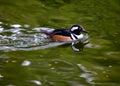 Male Hooded Merganser (Lophodytes cucullatus) in North America