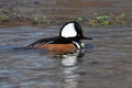 Male Hooded Merganser Royalty Free Stock Photo