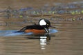 Male Hooded Merganser Royalty Free Stock Photo