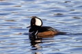 Male Hooded Merganser