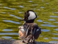 Male hooded merganser next to a lake Royalty Free Stock Photo