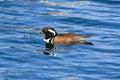 Male hooded merganser swimming on blue ocean water in the Pacific Northwest Royalty Free Stock Photo