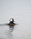 Male Hooded Merganser Royalty Free Stock Photo