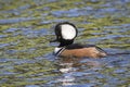 Male Hooded Merganser Swimming in a Pond Royalty Free Stock Photo