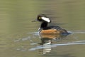 Male hooded merganser swimming in the water Royalty Free Stock Photo