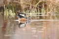 Male Hooded Merganser Royalty Free Stock Photo