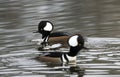 Male Hooded Mergansers swimming in Georgia pond