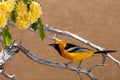 Male Hooded Oriole facing left with yellow roses