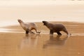 Male Hookers sealion chasing female in courtship Royalty Free Stock Photo