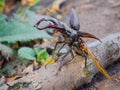 Male horned stag beetle sits on a branch with spread wings, close-up, selective focus Royalty Free Stock Photo