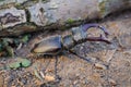 Male horned stag beetle sits on the ground near a branch, close-up, selective focus Royalty Free Stock Photo