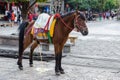 A male horse can seen peeing on the street of Shuhe Ancient Town.