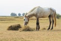 Male horse eating dry straw in rural field