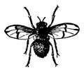 Male Horse Fly Estrus Equi vintage illustration