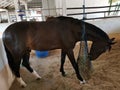 Male horse stallion black beauty mammal eating hay