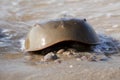 Male Horseshoe Crab (Limulus polyphemus) Royalty Free Stock Photo