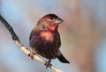 Male House Finch