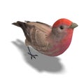 Male House Finch