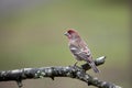 Male House Finch bird Royalty Free Stock Photo