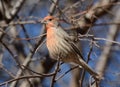 Male House Finch Bird (carpodacus mexicanus) Royalty Free Stock Photo