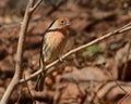 Male House Finch Bird (carpodacus mexicanus) Royalty Free Stock Photo