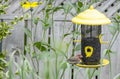 Male House Finch at a Bird Feeder #5 Royalty Free Stock Photo