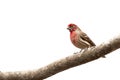 Male House Finch bird on limb Royalty Free Stock Photo