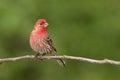 Male House Finch on Branch Royalty Free Stock Photo