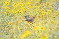 Male House Finch on Brittlebush Royalty Free Stock Photo