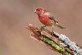 Male House Finch (Carpodacus mexicanus) Royalty Free Stock Photo