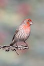 Male House Finch (Carpodacus mexicanus) Royalty Free Stock Photo