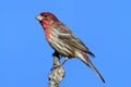 Male House Finch (Carpodacus mexicanus) Royalty Free Stock Photo