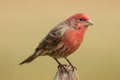 Male House Finch (Carpodacus mexicanus) Royalty Free Stock Photo