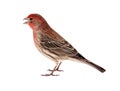 Male House Finch Isolated Royalty Free Stock Photo