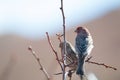 Male House Finch (Carpodacus mexicanus) Royalty Free Stock Photo