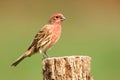 Male House Finch (Carpodacus mexicanus) Royalty Free Stock Photo