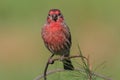 Male House Finch (Carpodacus mexicanus) Royalty Free Stock Photo