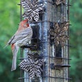 Male house finch Carpodacus mexicanus with red face and rump at bird feeder Royalty Free Stock Photo