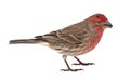 Finch, Carpodacus mexicanus, isolated Royalty Free Stock Photo